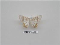 藏品(尺蛾336)的圖片